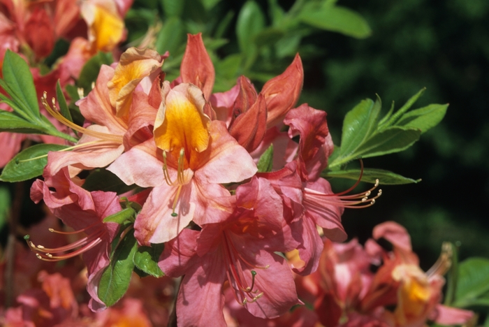 Rhododendron 'Mount Saint Helens' (035930)