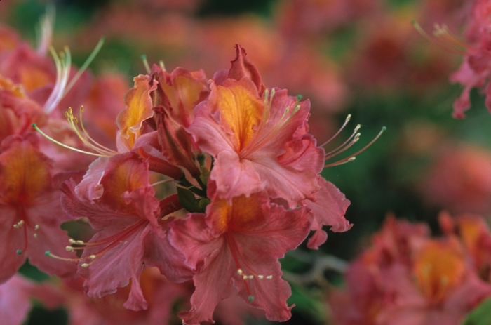 Rhododendron Exbury Hybrid 'High Fashion' (035950)