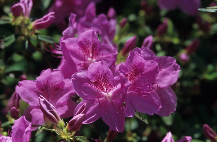 Rhododendron 'Merlin' (035976)