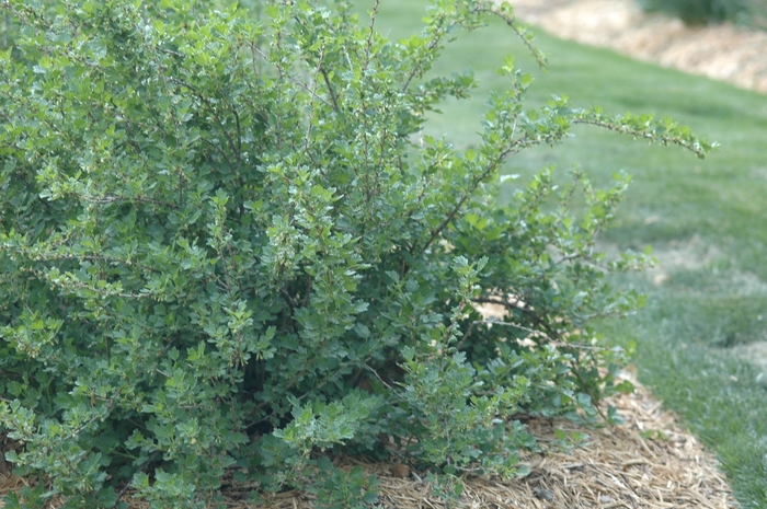 Ribes uva-crispa 'Hinnonmaki Red' (036054)