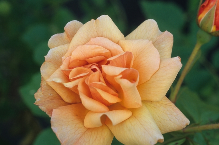 Rosa 'Autumn Sunset®' (036101)