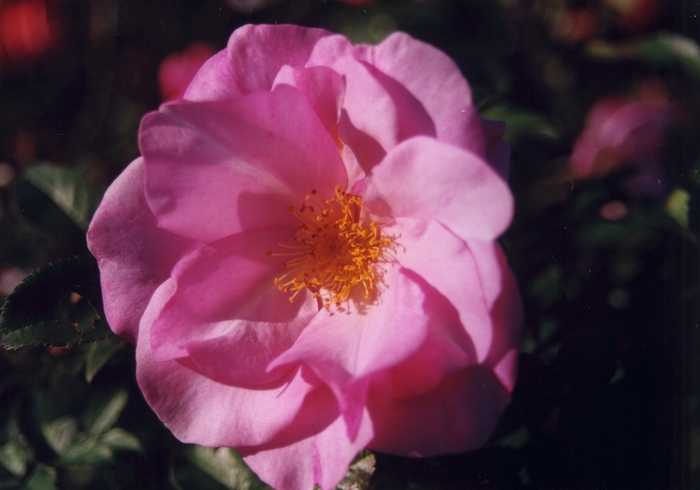 Rosa 'Blueberry Hill' (036144)
