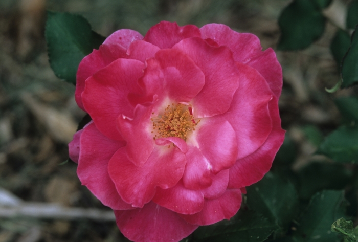 Rosa 'Bon Bon' (036145)