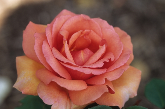 Rosa 'Caramella' (036172)