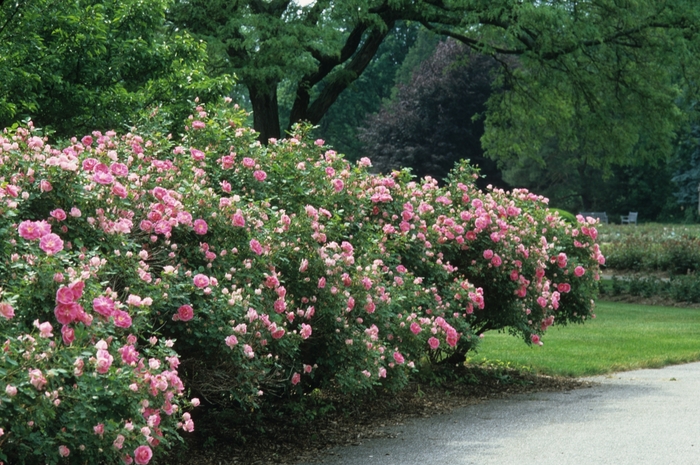 Rosa 'Carefree Wonder' Shrub Rose | Garden Center Marketing