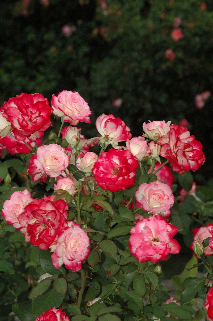 Rosa 'Cherry Parfait™' (036202)