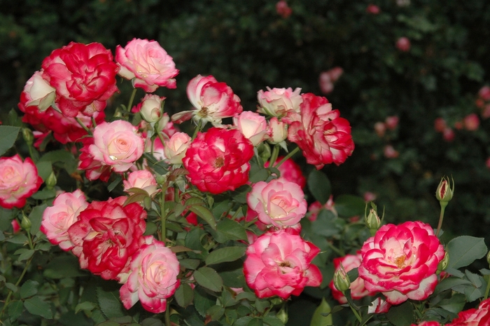 Pink Parfait Rose (Rosa 'Pink Parfait') in Drums Mountaintop Wilkes-Barre  Hazleton Whitehaven Pennsylvania PA at Beechwood Gardens