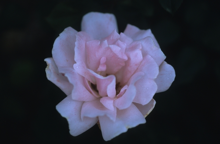 Rosa 'Comtesse Vandal' (036227)