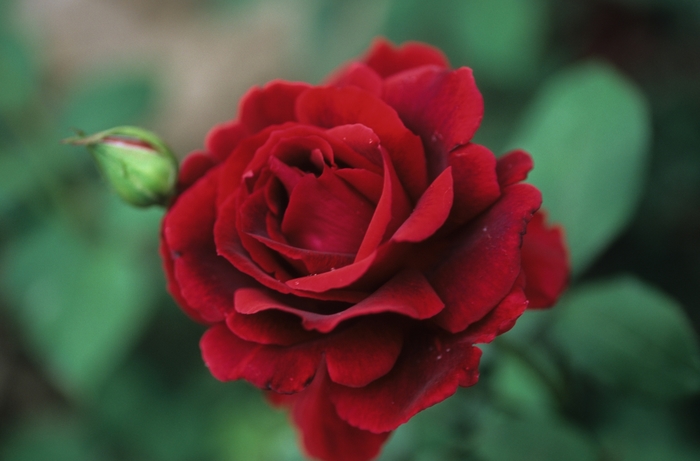 Rosa 'Crimson Glory' (036235)
