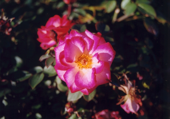Rosa 'Debut Sunblaze®' (036251)