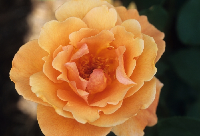 Rosa 'Dream Yellow' (036270)