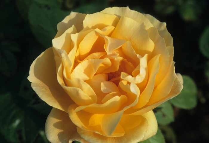 Rosa Easy-to-Love® 'Easy Going™' (036274)