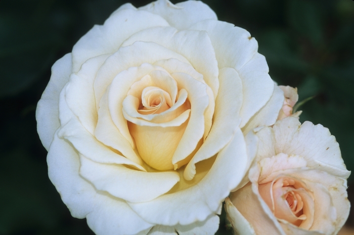 French Lace - Star® Roses and Plants