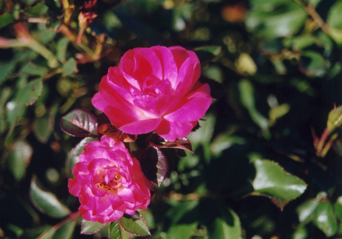Rosa Meidland 'Fuchsia' (036311)