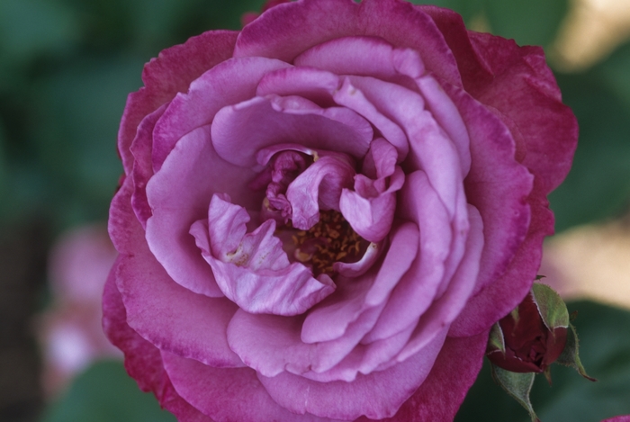 Rosa 'Heirloom' (036361)