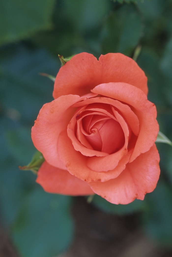Rosa 'Marmalade Skies™' (036429)