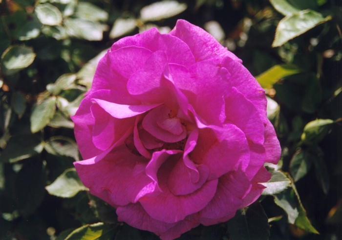 Rosa 'Melody Parfume' (036442)