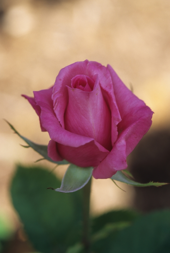 Rosa 'Perfume Beauty' (036479)