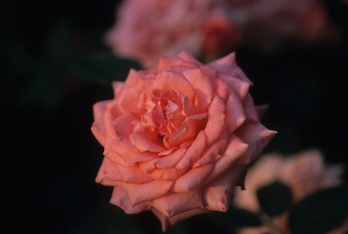 Rosa 'Picnic' (036480)