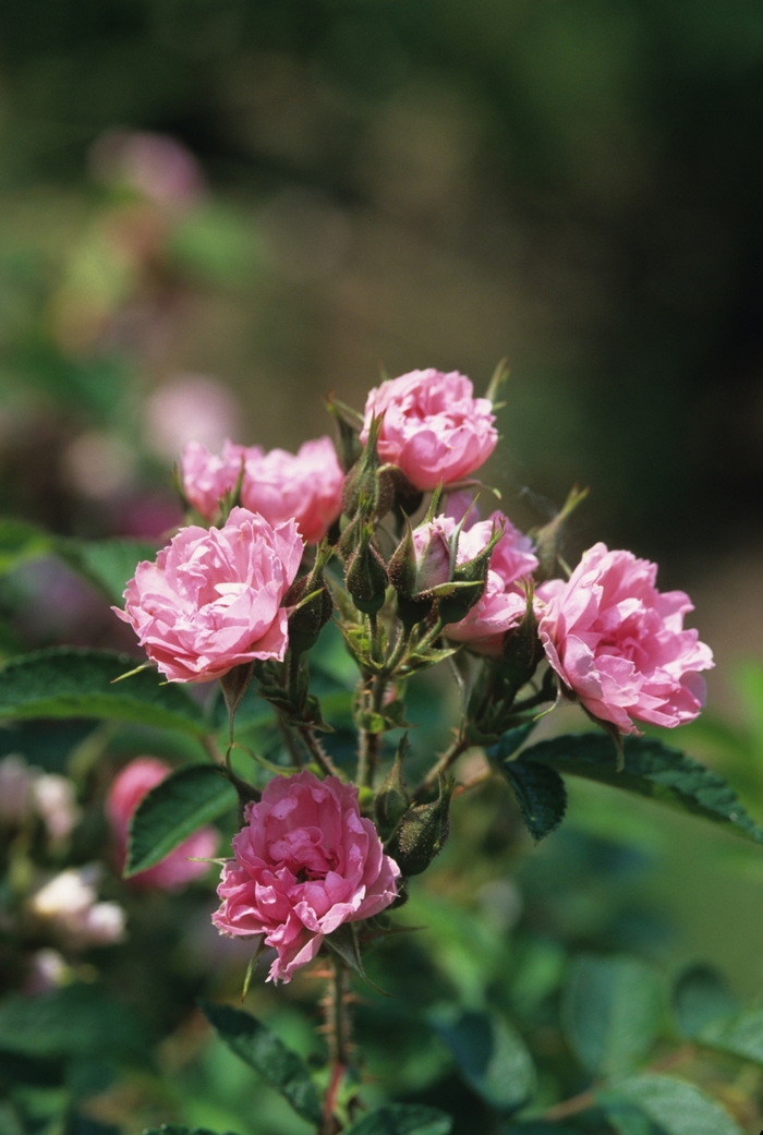 Rosa rugosa 'Pink Grootendorst' (036481)