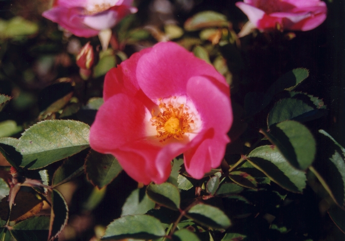 Rosa 'Pink Sunblaze' (036490)