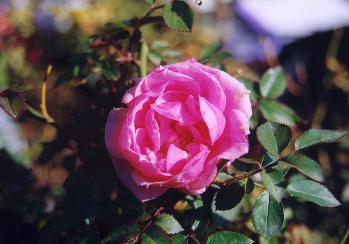 Rosa 'Raspberry Punch' (036512)