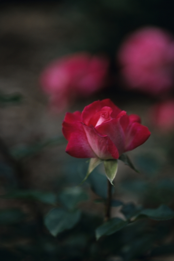 Rosa 'Rose Gaujard' (036518)