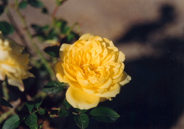 Rosa 'Royal Sunblaze' (036520)