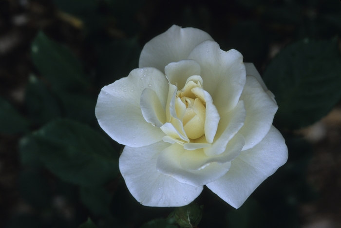 Rosa 'Saratoga' (036530)
