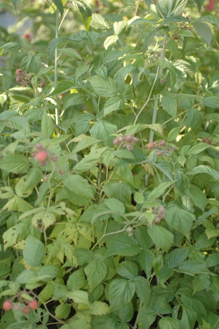 Rubus ideaus 'September' (036642)