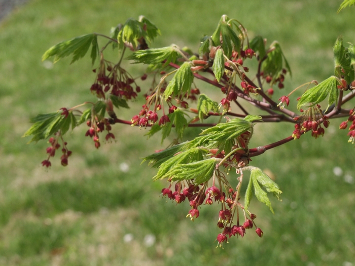 Acer japonicum 'Aconitifolium' (038261)