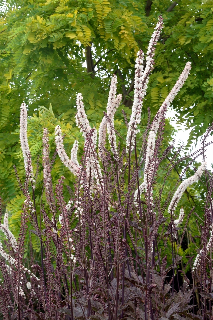 Actaea simplex 'Black Negligee' Purple-leaf Bugbane