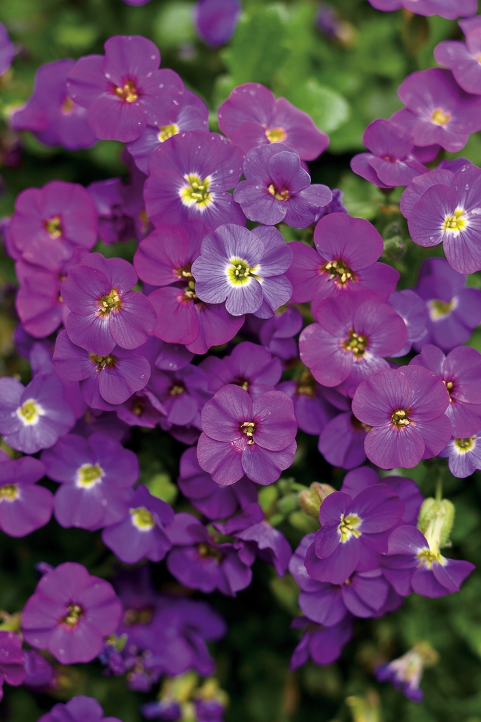 Aubrieta 'Madly™ Blue Violet' (038921)