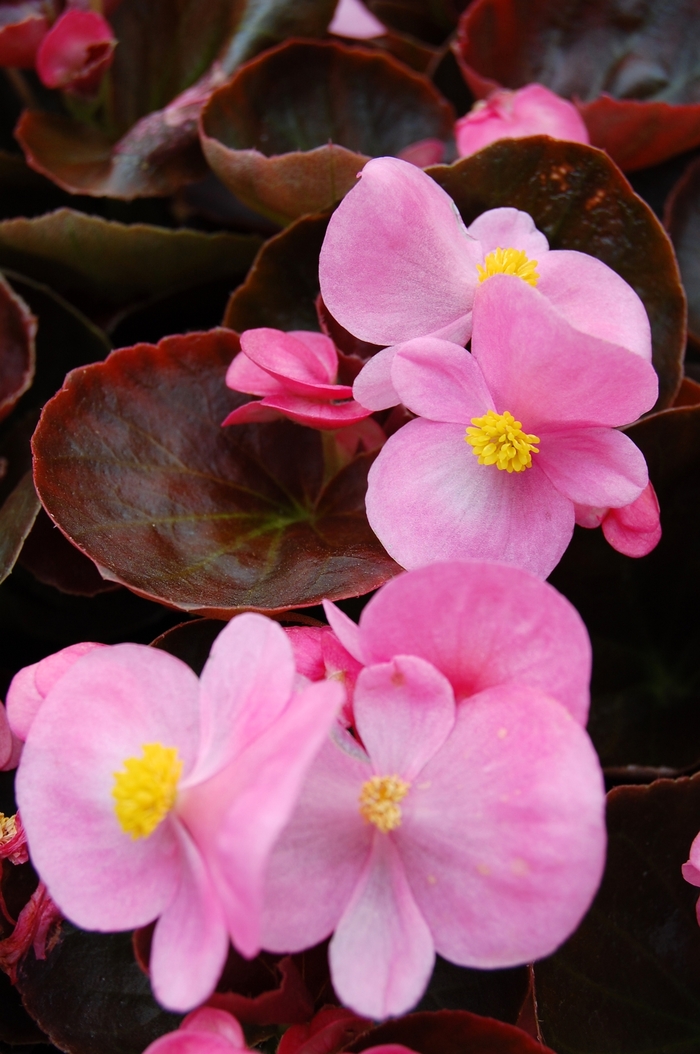 Begonia semperflorens Havana™ Pink '' (040244)