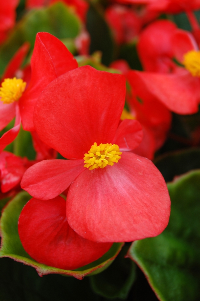 Begonia semperflorens Monza™ Orange Scarlet '' (040253)