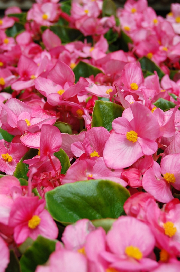 Begonia semperflorens Monza™ Rose '' (040256)