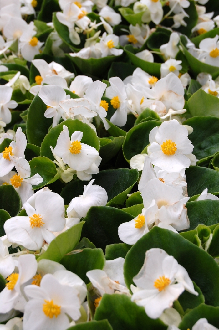 Begonia semperflorens Monza™ White '' (040261)