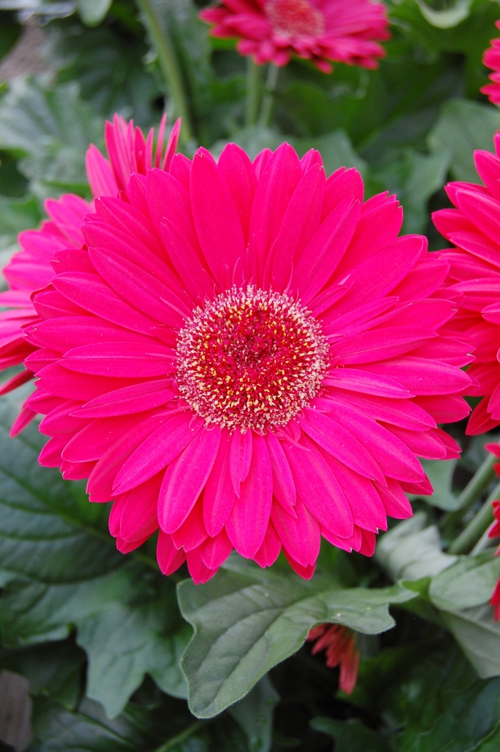 Dark Pink Gerbera Daisies