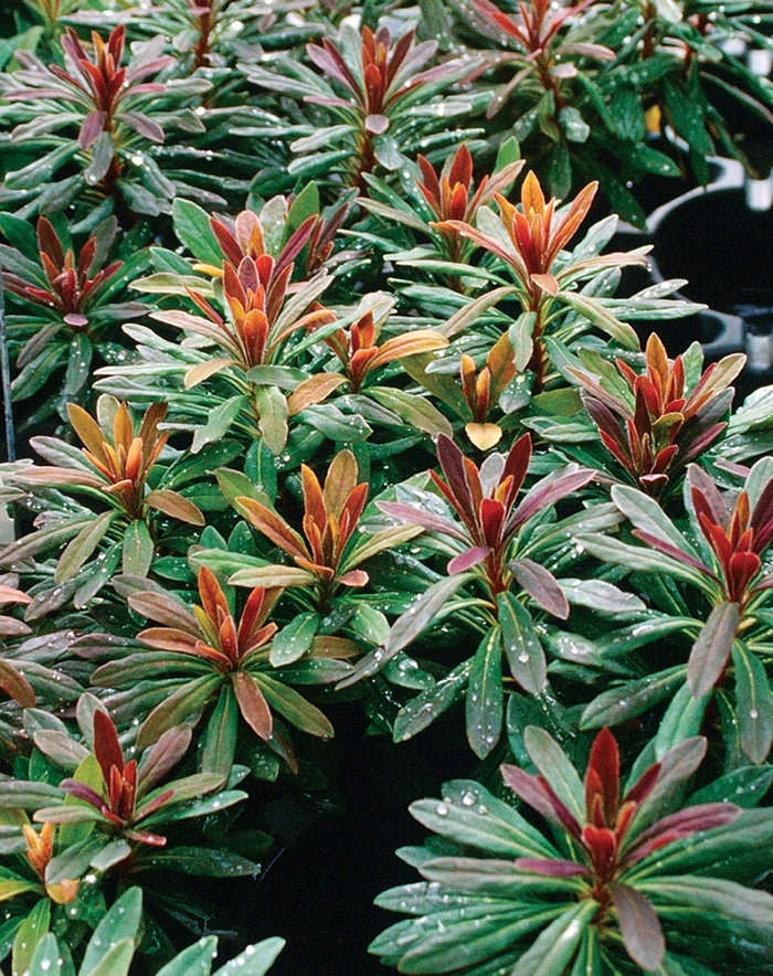 Euphorbia amygdaloides 'Efanthia' (040389)