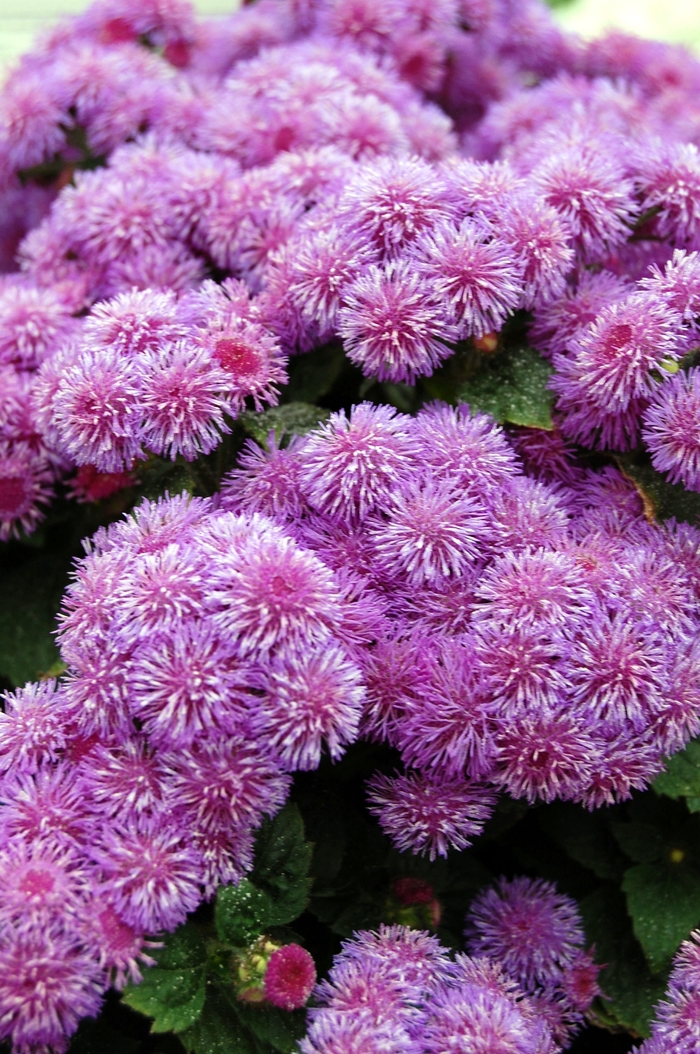 Ageratum houstonianum Patina™ 'Purple' (040462)