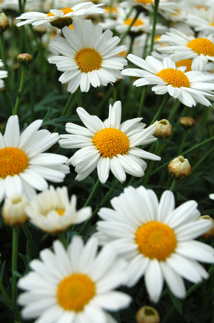 Argyranthemum frutescens Sassy® 'Compact White' (040469)
