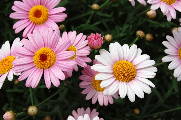 Argyranthemum frutescens Sassy® 'Pink' (040473)