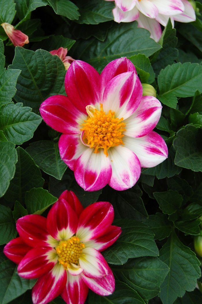 Dahlia Goldalia™ 'Rose Bicolor' (040510)