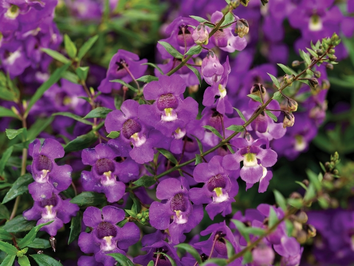 Angelonia angustifolia Carita™ 'Cascade Lavender' (040579)