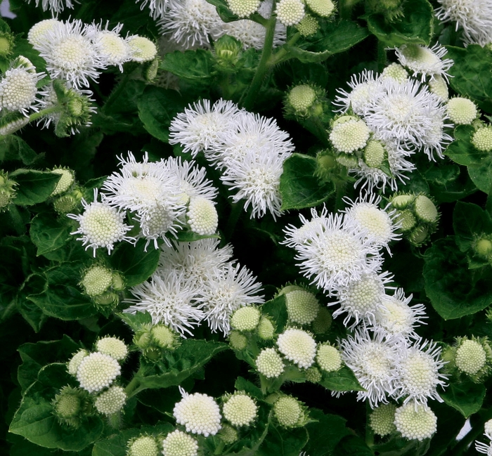 Ageratum Houstonianum Patina White Floss Flower Garden Center Ageratum Houstonianum Patina White Floss Flower Garden Center
