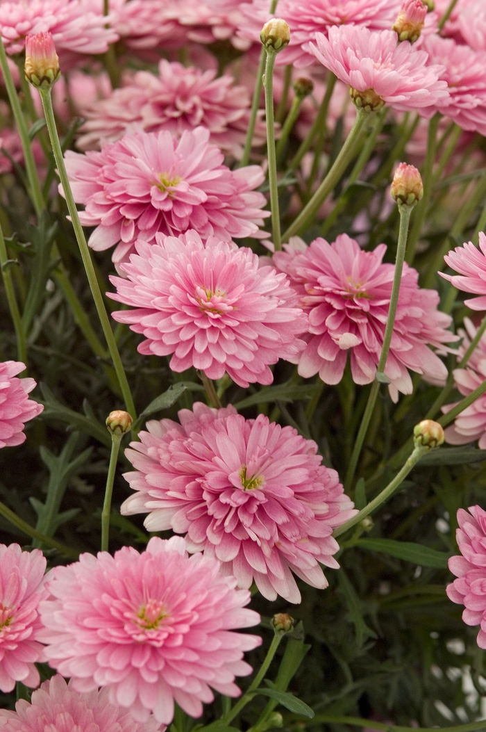 Argyranthemum frutescens Summersong™ 'Rose' (040904)