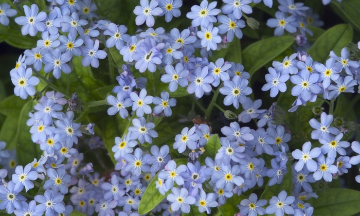 Myosotis Sylvatica Royal Blue Compact Forget Me Not Garden Center