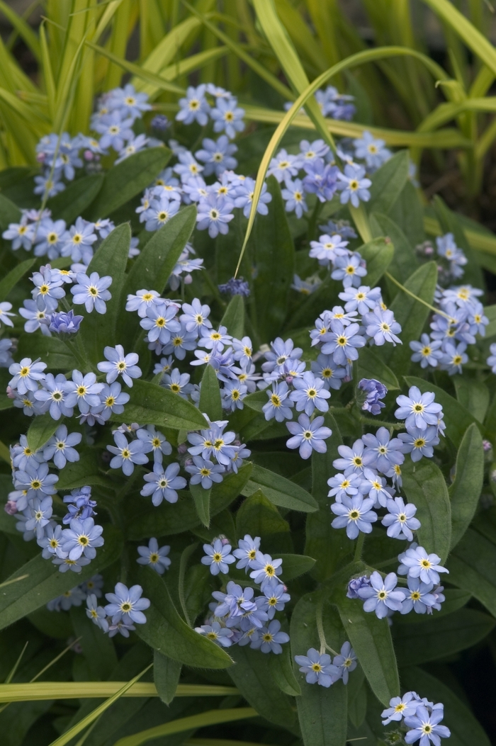 Myosotis Sylvatica Royal Blue Compact Forget Me Not Garden Center