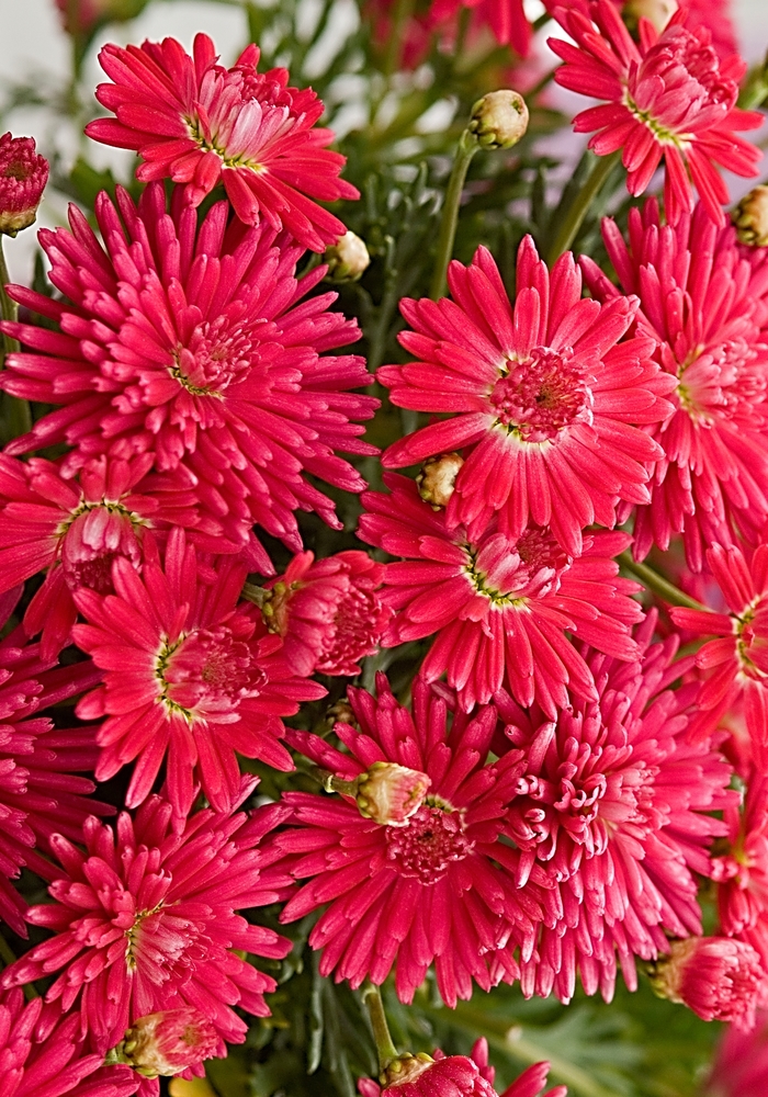 Argyranthemum 'Fireball Red' (041045)