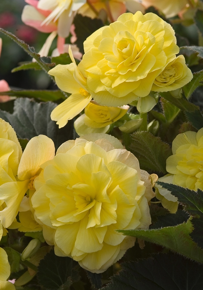 Begonia x tuberhybrida Go-Go™ 'Yellow' (041065)